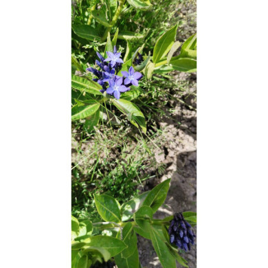 Amsonia 'Blue Ice'