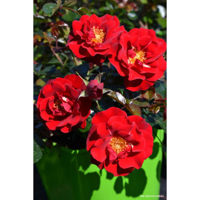 Rosier tige DECOROSIERS® New vesuvia®
