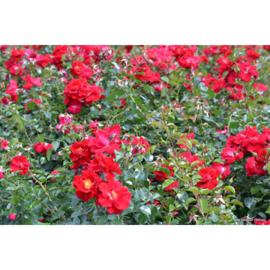 Rosier tige New vesuvia® Decorosiers