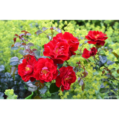 Rosier tige New vesuvia® Decorosiers