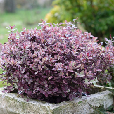 Pittosporum tenuifolium 'BREEBAY' BANNOW BAY