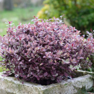 Pittosporum tenuifolium 'BREEBAY' BANNOW BAY