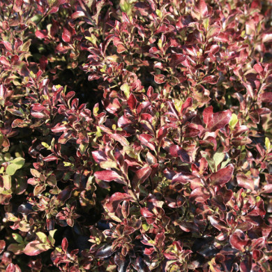 Pittosporum tenuifolium 'BREEBAY' BANNOW BAY