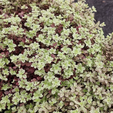 Pittosporum tenuifolium 'BREEBAY' BANNOW BAY