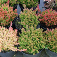 Calluna vulgaris Winter Chocolate