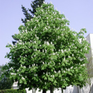 Aesculus hippocastanum