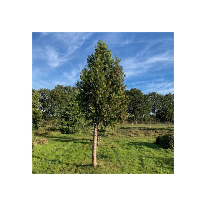 Calocedrus decurrens