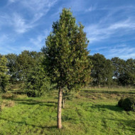 Calocedrus decurrens