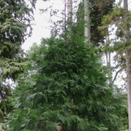 Calocedrus decurrens
