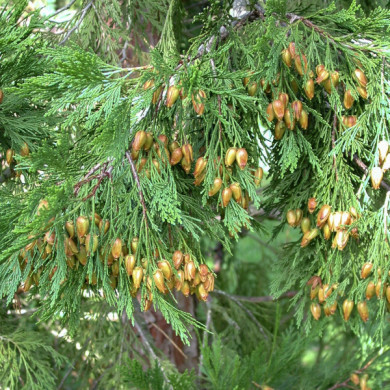 Calocedrus decurrens