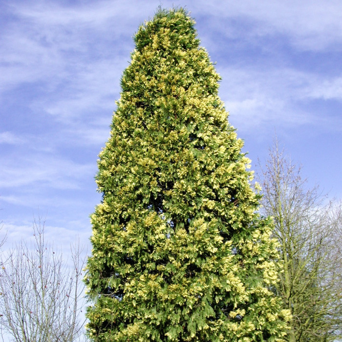 Calocedrus decurrens 'Aureovariegata'
