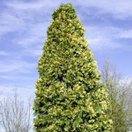 Calocedrus decurrens 'Aureovariegata'