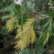 Calocedrus decurrens 'Aureovariegata'