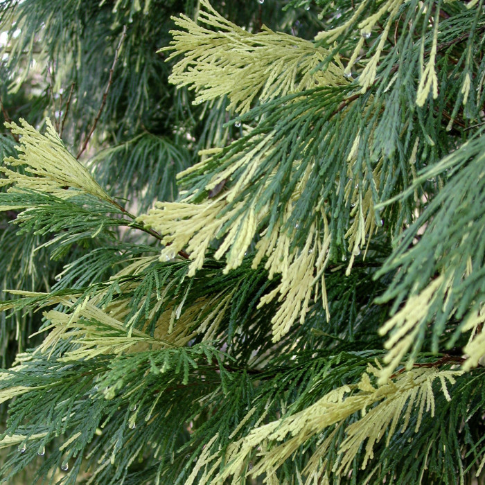 Calocedrus decurrens 'Aureovariegata'