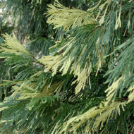 Calocedrus decurrens 'Aureovariegata'