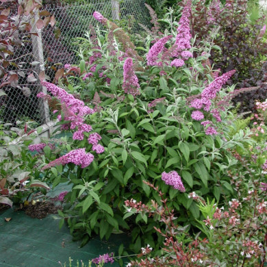 Buddleja davidii 'Pink Delight'
