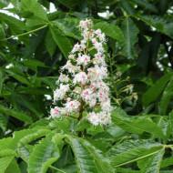 Aesculus hippocastanum