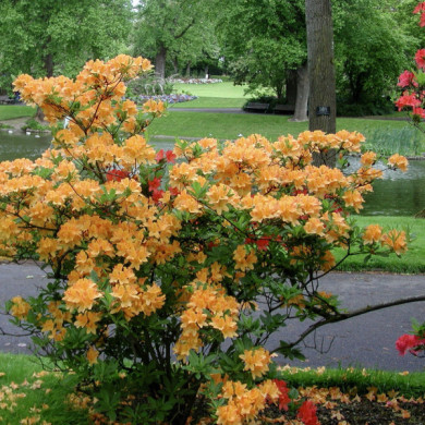 Azalea mollis 'Klondyke'