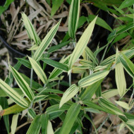 Pleiobastus variegatus