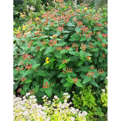 Hypericum x inodorum MAGICAL® RED FAME 'kolmaref' c.o.v.