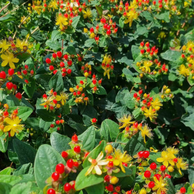 Hypericum x inodorum MAGICAL® RED FAME 'kolmaref' c.o.v.