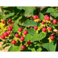 Hypericum x inodorum MAGICAL® RED FAME 'kolmaref' c.o.v.