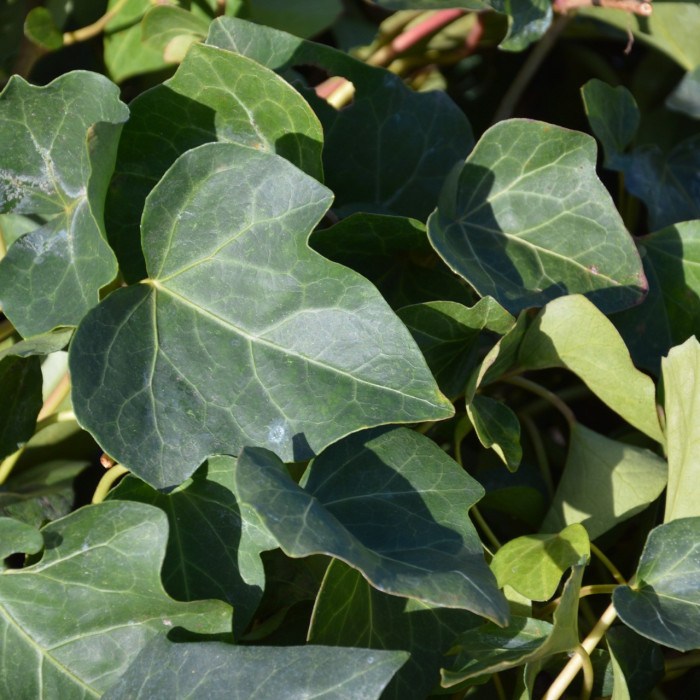 Hedera Algerian Bellecour®