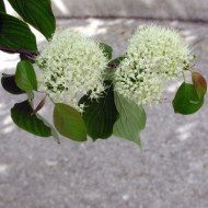 Cornus alba