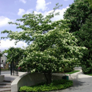 Cornus alba