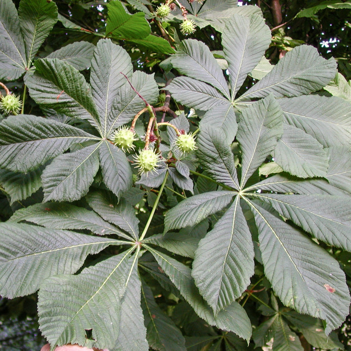 Aesculus hippocastanum
