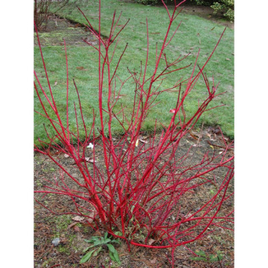 Cornus alba 'Sibirica'