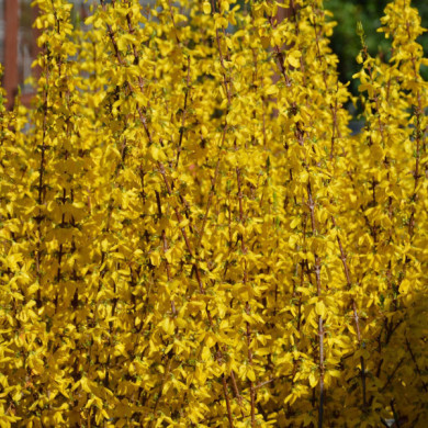 Forsythia x intermedia 'Lynwood'
