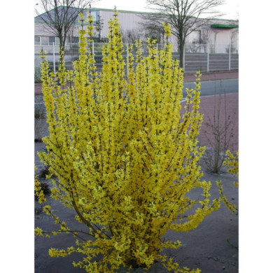 Forsythia x intermedia 'Lynwood'
