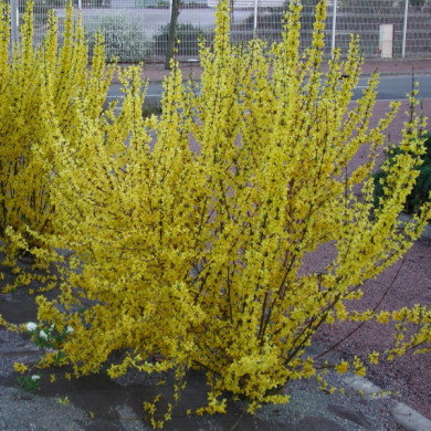 Forsythia x intermedia 'Lynwood'