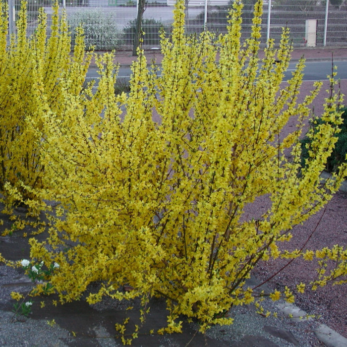 Forsythia x intermedia 'Lynwood'