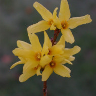 Forsythia x intermedia 'Lynwood'