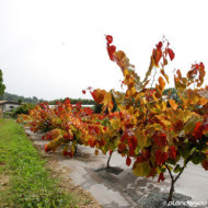 Cercis canadensis 'Eternal Flame'