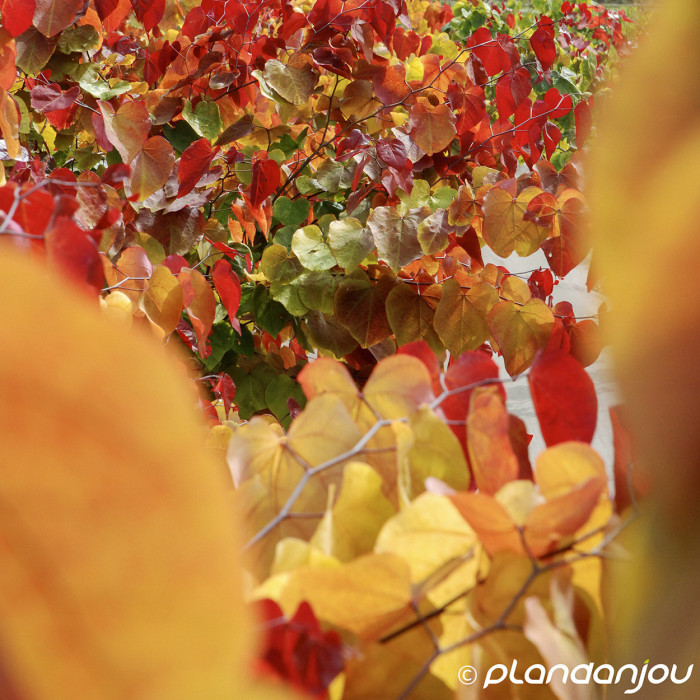 Cercis canadensis 'Eternal Flame'