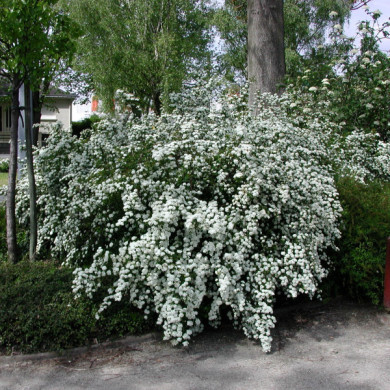 Spiraea x vanhouttei