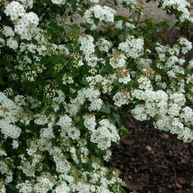 Spiraea x vanhouttei