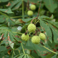 Aesculus hippocastanum