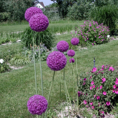 Allium giganteum
