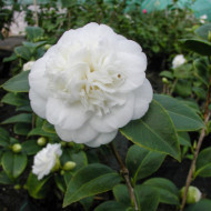 Camellia japonica 'Nobilissima'