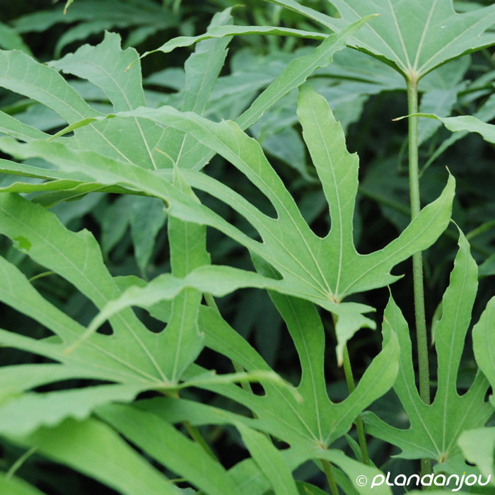 Fatsia polycarpa 'Green Fingers'