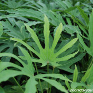 Fatsia polycarpa 'Green Fingers'