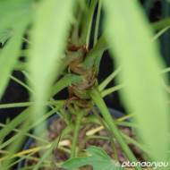 Fatsia polycarpa 'Green Fingers'