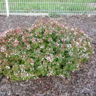 Abelia x grandiflora 'Prostrata'