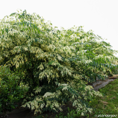 Melia azedarach 'Jade Snowflake'