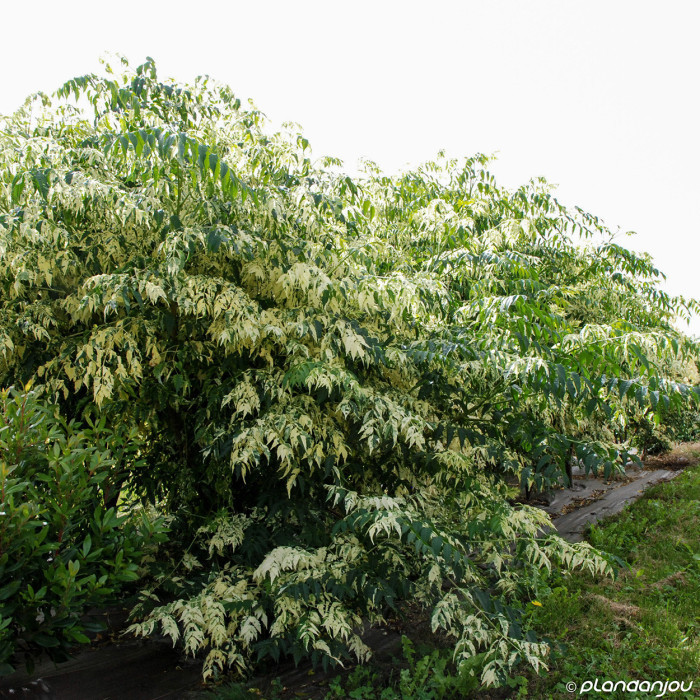 Melia azedarach 'Jade Snowflake'