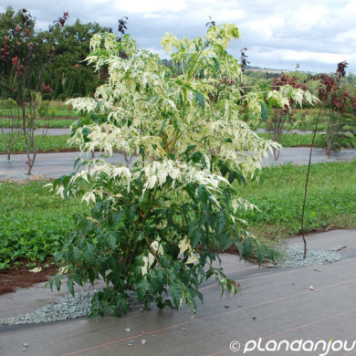Melia azedarach 'Jade Snowflake'